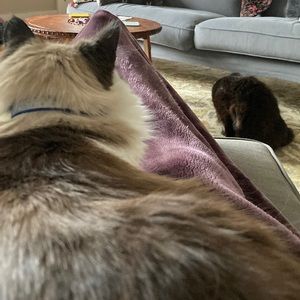 Meet your Posher, Kirk